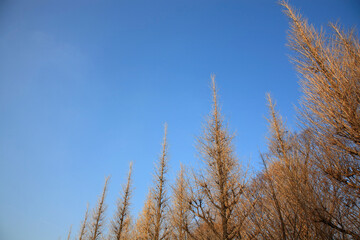 Fototapeta premium いちょうの木