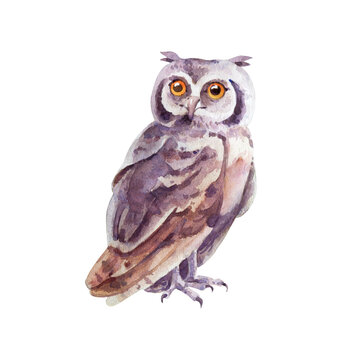 Watercolor pretty gray owl on white background