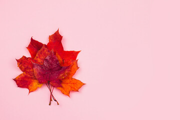 Creative layout of colorful autumn leaves bright season autumn style flat lay top view on pink background copy space.