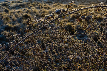frozen leaves in winter