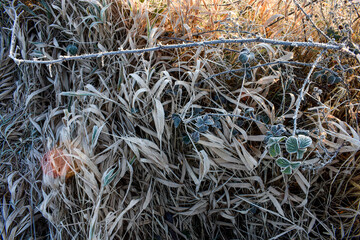 Beautiful Frosty Sunrise, Irish Landscape