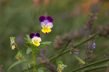 purple and yellow flower