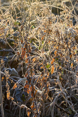 frozen leaves in winter