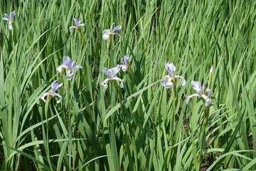 Some light violet flowers of irises in late spring