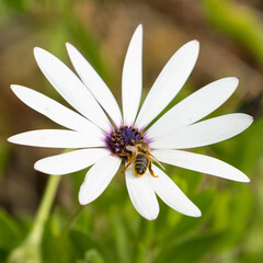Bee on Daisy
