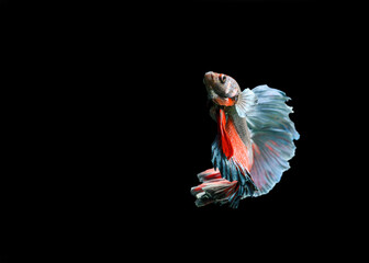 Betta fish, siamese fighting fish, dancing and isolated in black background. (Ikan Cupang menari)