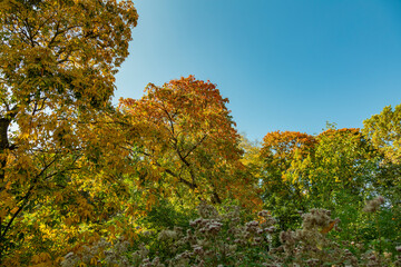 Colorful tree branches with bright foliage in golden autumn season