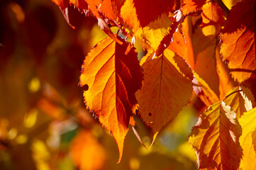 autumn leaves on the tree