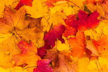 Naklejka na ściany i meble Red, Yellow and orange autumn leaves background. Outdoor. Colorful backround image of fallen autumn leaves perfect for seasonal use. Space for text.