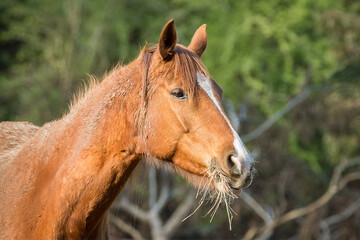 Pony chewing hay