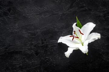 Condolence card with white flowers lily. Funeral symbol