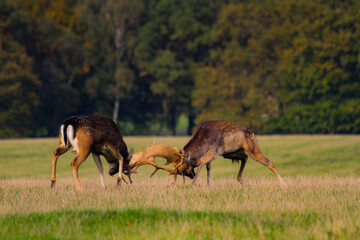 Fallow deer stags fighting