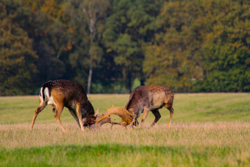Fallow deer stags fighting