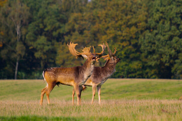 Fallow deer stags fighting