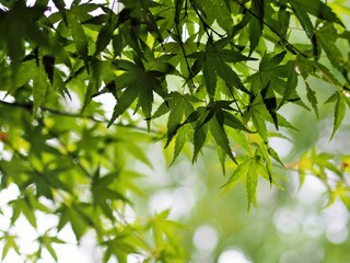 緑色の紅葉（モミジ）