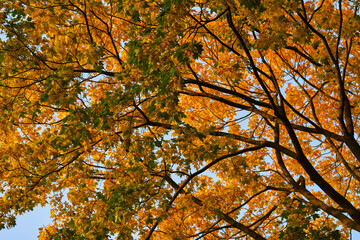 Autumn trees. Colorful foliage against the sky. Maple branches in the park and forest.