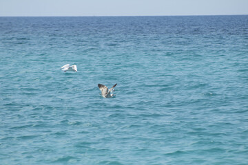 Seagulls