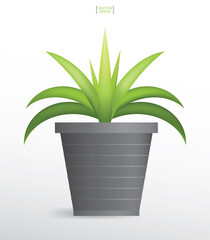 Decoration plants in flower pot. Small tree. Natural object idea for interior design and decoration. Vector.