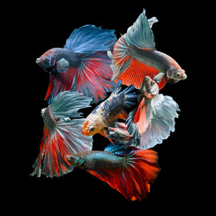 Digital imaging groups of betta fish, siamese fighting fish, while dancing and isolated in black background. (Ikan Cupang menari)