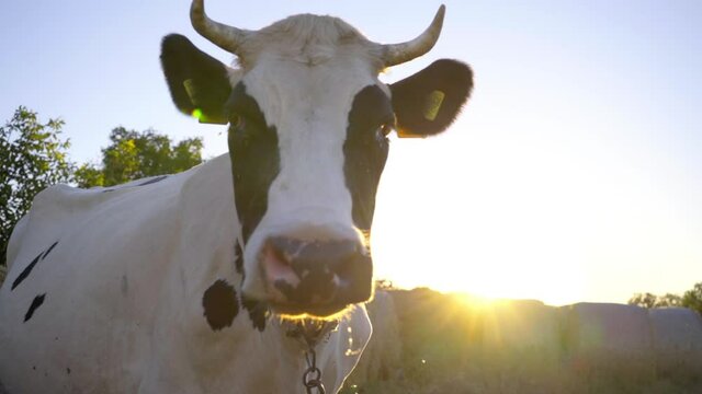 Black and White Cow With Horns Turns Head. Close-up Of Cow At Sunset Background