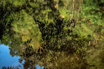 tree with colorful leaves reflected on the river surface