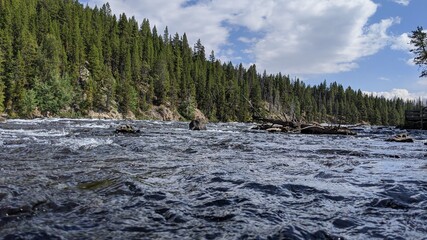 River in the woods