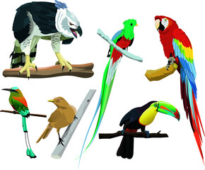National birds from different countries of America
