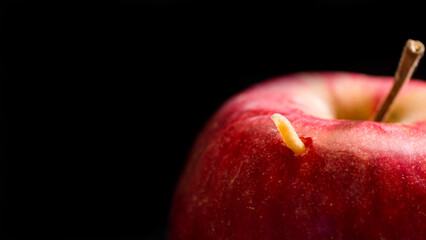 Worm peeks out of red apple