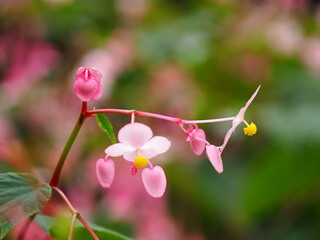 Obraz premium ピンク色の花