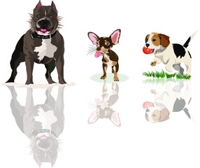 Dogs pets strength, cute, intelligence

