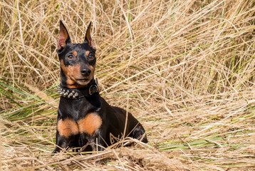 The miniature pinscher dog sits in the grass, hay, dry grass. In a fashionable collar with spikes.