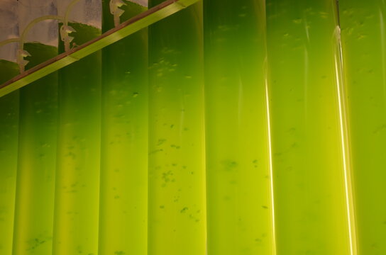 Kommerzielle Produktion von Marinen Mikro Algen in einer Aquakultur Farm