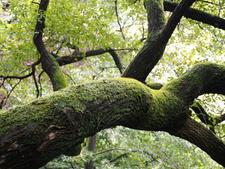 Fototapeta premium 苔むした木の枝