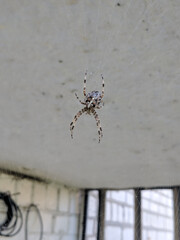 spider on the web