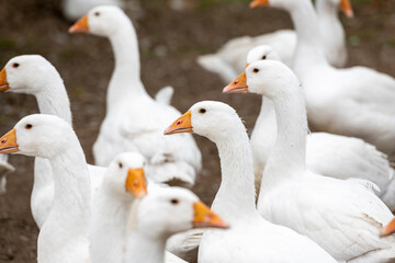 Freilaufende weiße Gänse auf dem Bauernhof
