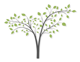 Fototapeta premium A tree with long branches and green leaves on a white background