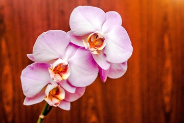 Obraz premium A branch of purple orchids on a brown wooden background 
