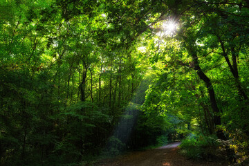 Sensitive natural space of the Lutin swamp in the French Gatinais regional nature park