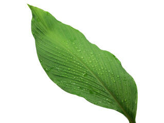 Turmeric leaf isolated on white background