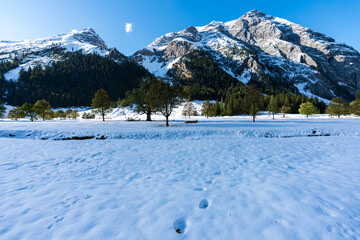Markanter Baum am großen Ahornboden im Karwendelgebirge Tirol Österreich mit ersten Schnee im...