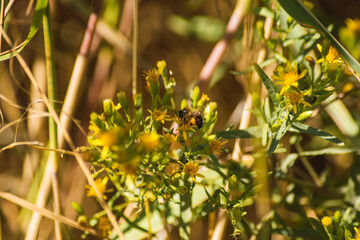 bees collecting honey from yellow flowers