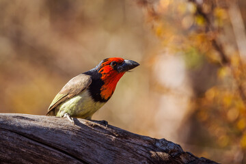 Black collared Barbet standing on a log isolated in blur background in Kruger National park, South Africa ; Specie Lybius torquatus family of Ramphastidae