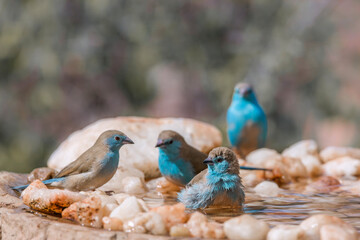 Four Blue-breasted Cordonbleu bathing in waterhole in Kruger National park, South Africa ; Specie Uraeginthus angolensis family of Estrildidae