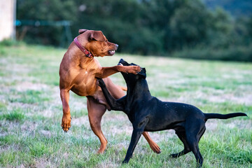 Dogs attack