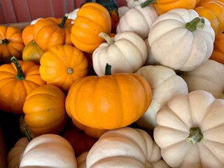 Orange and White pumpkins stacked in a pile