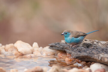 Blue-breasted Cordonbleu in Kruger National park, South Africa ; Specie Uraeginthus angolensis family of Estrildidae