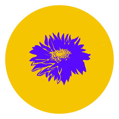 Violet silhouette of Chrysanthemum flower in full bloom. Art object isolated on yellow round background in flat style. 