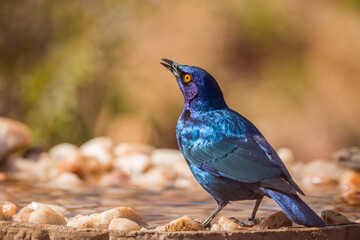Naklejka premium Cape Glossy Starling in waterpond in Kruger National park, South Africa ; Specie Lamprotornis nitens family of Sturnidae