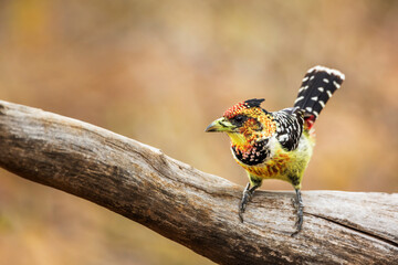 Crested Barbet standing on a log in Kruger National park, South Africa ; Specie Trachyphonus vaillantii family of Ramphastidae