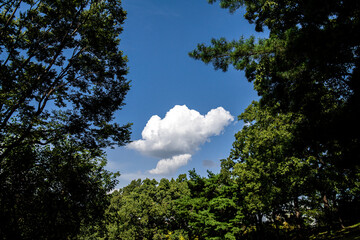 The beautiful and curious landscape of forest and clouds background blue sky at the park.